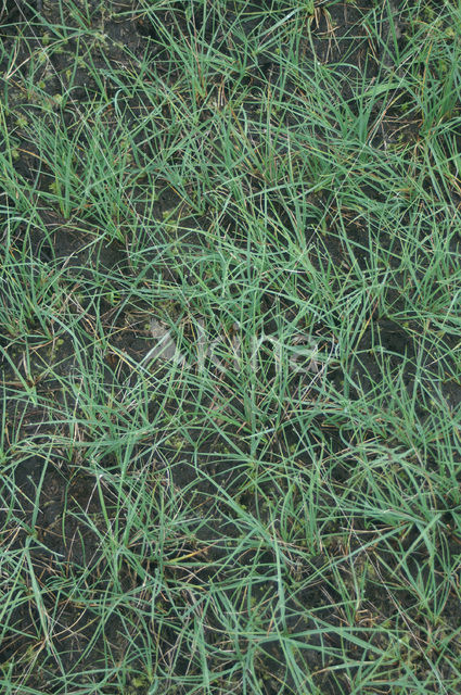 Carnation Sedge (Carex panicea)