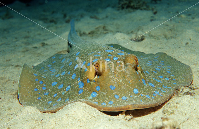 Blue-spotted Stingray (Taeniura lymma)