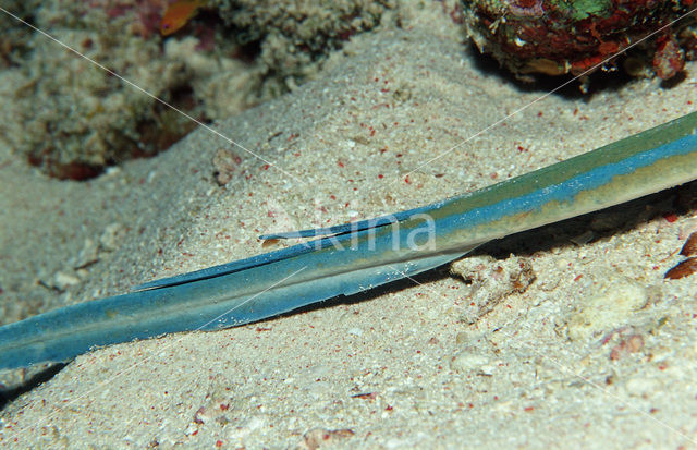 Blauwgespikkelde pijlstaartrog (Taeniura lymma)