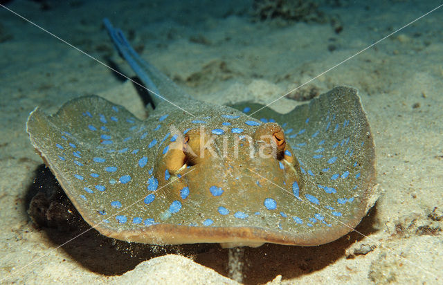 Blue-spotted Stingray (Taeniura lymma)