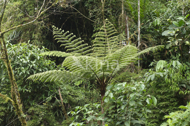 Treefern