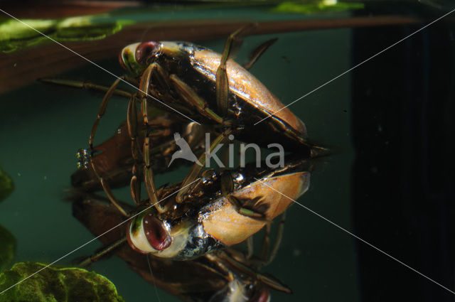 Backswimmer (Notonecta glauca)
