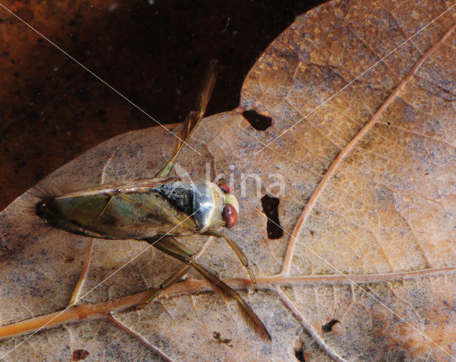 Backswimmer (Notonecta glauca)