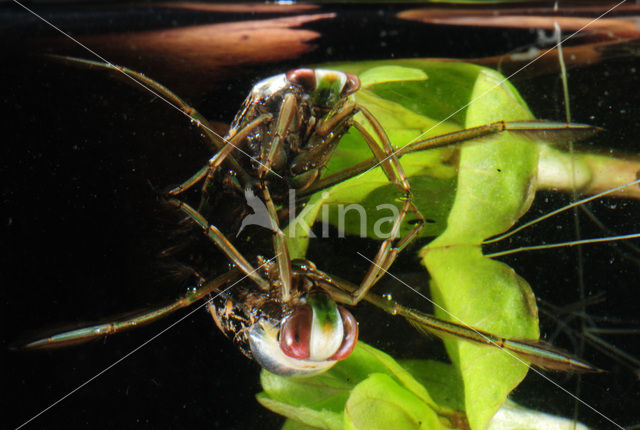 Backswimmer (Notonecta glauca)