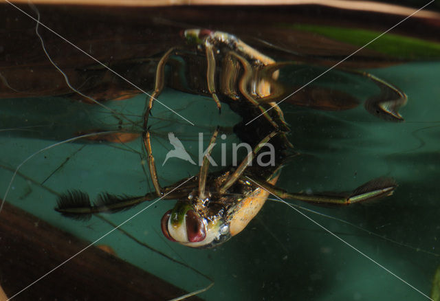 Backswimmer (Notonecta glauca)