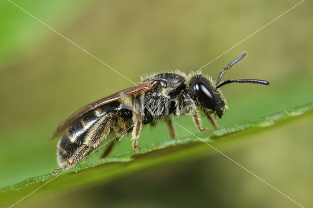 Lasioglossum laticeps