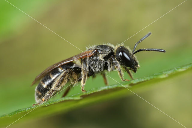 Breedkaakgroefbij (Lasioglossum laticeps)