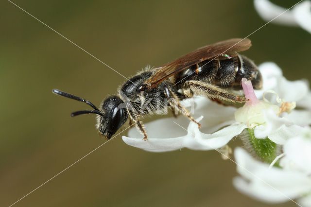 Breedkaakgroefbij (Lasioglossum laticeps)