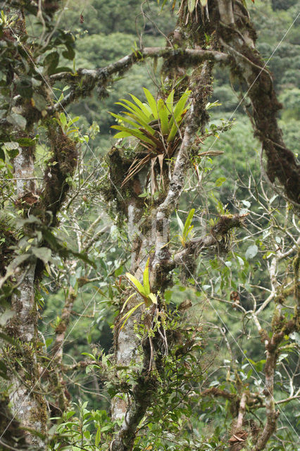Bromelia