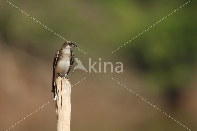 Brown-chested Martin (Progne tapera)