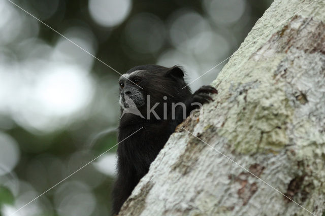 Bruinrugtamarin (Saguinus fuscicollis)