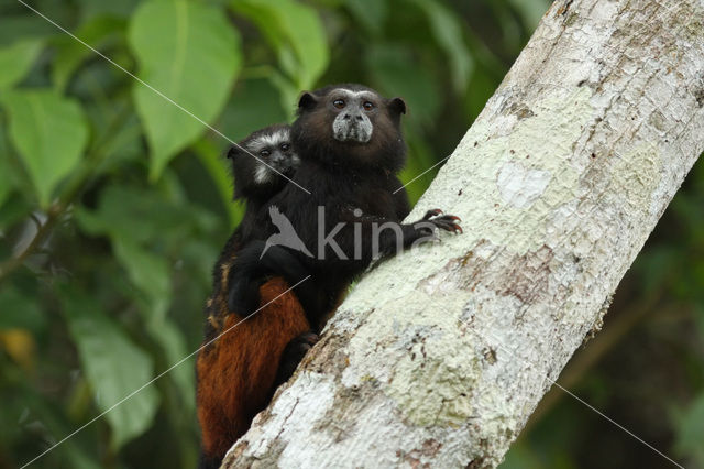 Brown-mantled Tamarin