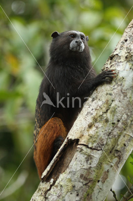 Bruinrugtamarin (Saguinus fuscicollis)