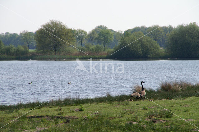 Canadese Gans (Branta canadensis)