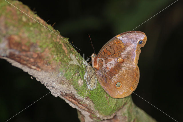 Catoblepia xanthicles