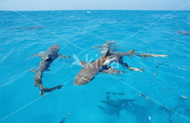 Lemon Shark (Negaprion brevirostris)