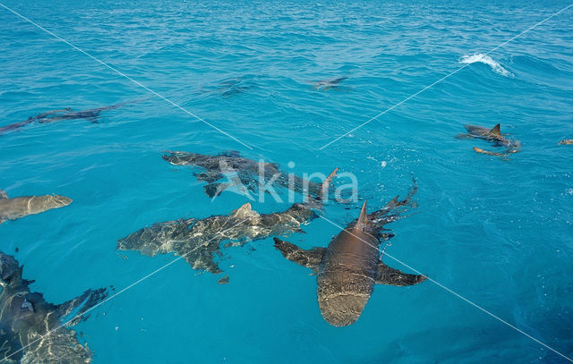 Lemon Shark (Negaprion brevirostris)