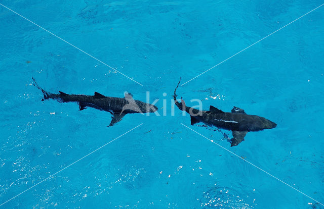 Lemon Shark (Negaprion brevirostris)