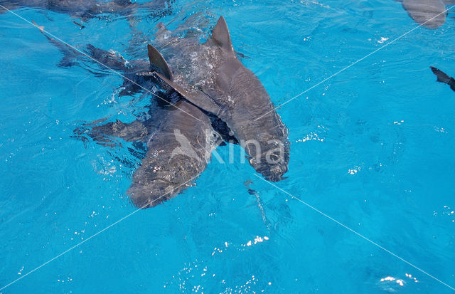 Lemon Shark (Negaprion brevirostris)