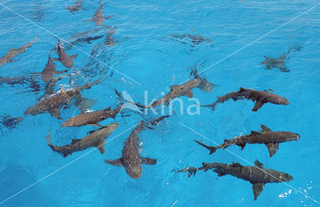 Lemon Shark (Negaprion brevirostris)