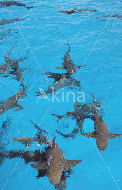 Lemon Shark (Negaprion brevirostris)