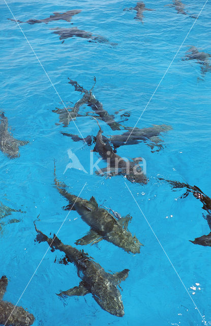 Lemon Shark (Negaprion brevirostris)