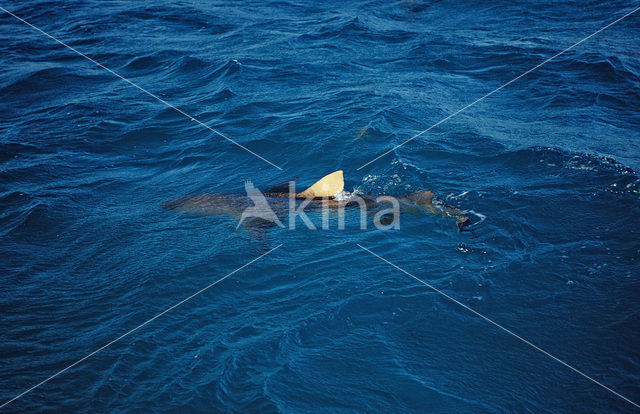 Lemon Shark (Negaprion brevirostris)