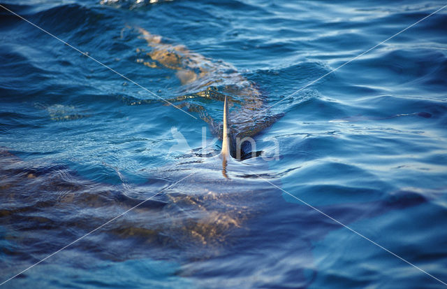 Lemon Shark (Negaprion brevirostris)
