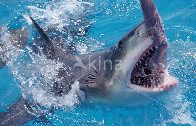 Lemon Shark (Negaprion brevirostris)