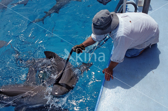 Lemon Shark (Negaprion brevirostris)