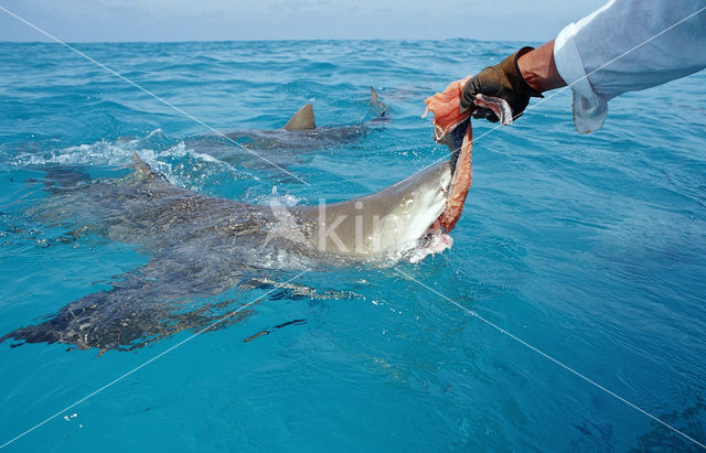 Lemon Shark (Negaprion brevirostris)