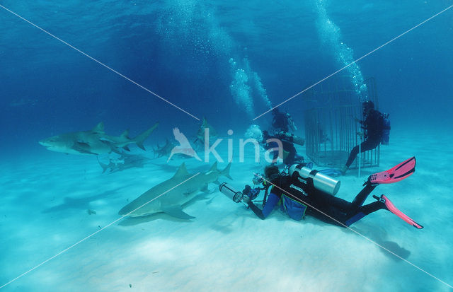 Lemon Shark (Negaprion brevirostris)