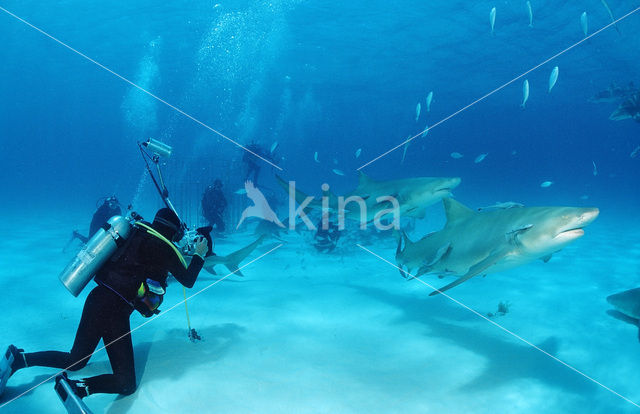 Lemon Shark (Negaprion brevirostris)