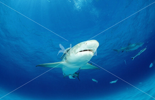 Lemon Shark (Negaprion brevirostris)