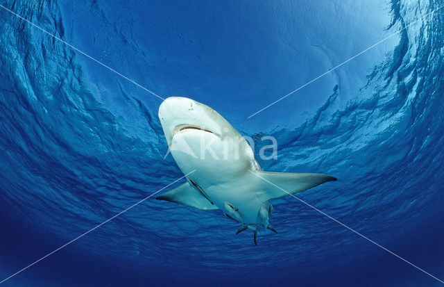 Lemon Shark (Negaprion brevirostris)