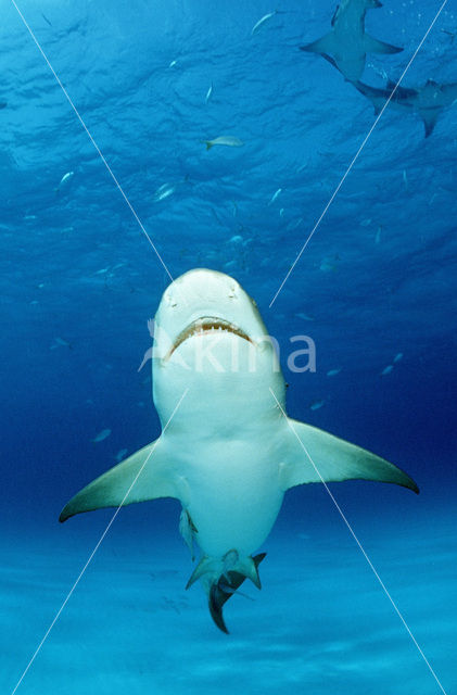 Lemon Shark (Negaprion brevirostris)