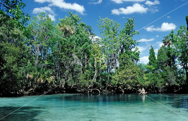 Crystal River National Wildlife Refuge