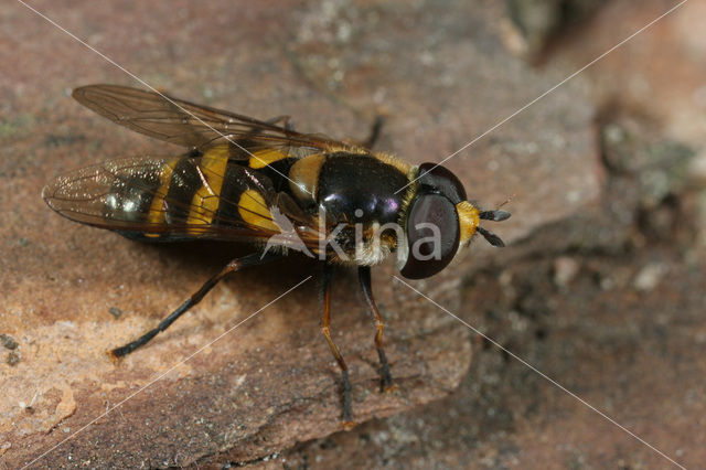 Didea intermedia