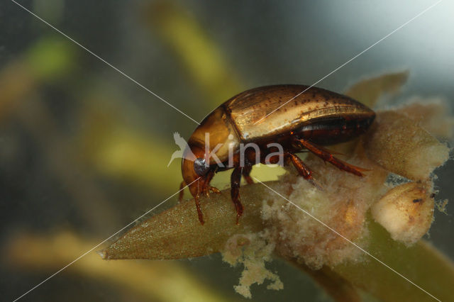 Diksprietwaterroofkever (Noterus clavicornis)