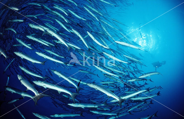 Donkervis Barracuda (Sphyraena qenie)