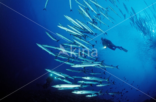 Blackfin barracuda (Sphyraena qenie)