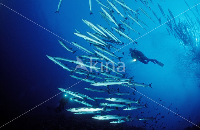 Donkervis Barracuda (Sphyraena qenie)