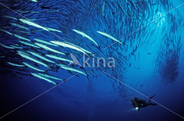 Donkervis Barracuda (Sphyraena qenie)