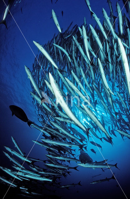 Blackfin barracuda (Sphyraena qenie)