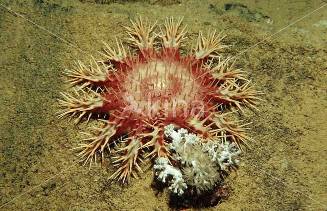 Doornenkroon (Acanthaster planci)