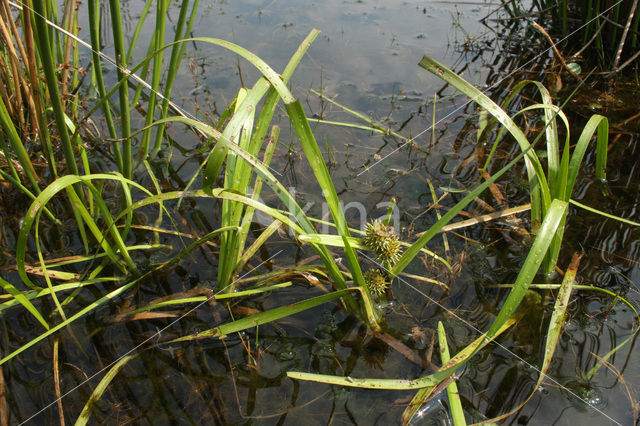 Drijvende egelskop (Sparganium angustifolium)