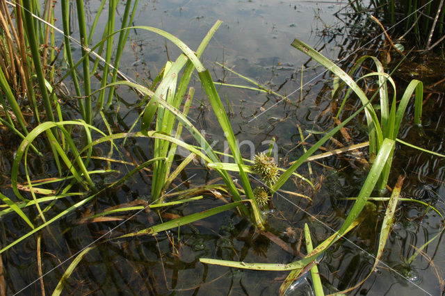 Floating Bur-reed (Sparganium angustifolium)