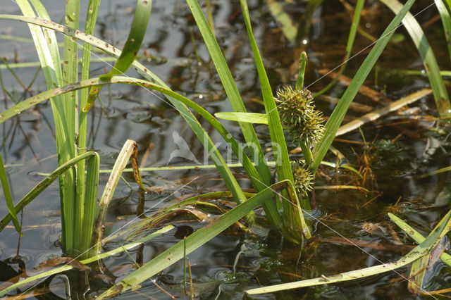 Drijvende egelskop (Sparganium angustifolium)