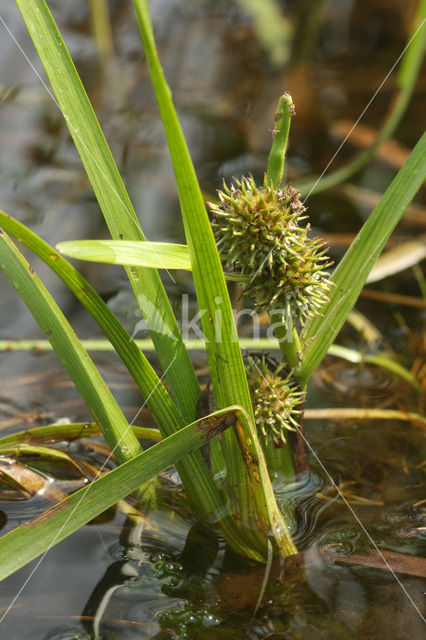 Drijvende egelskop (Sparganium angustifolium)