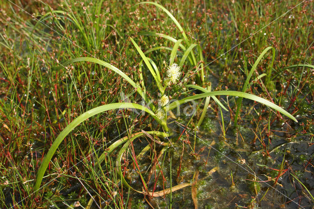 Floating Bur-reed (Sparganium angustifolium)